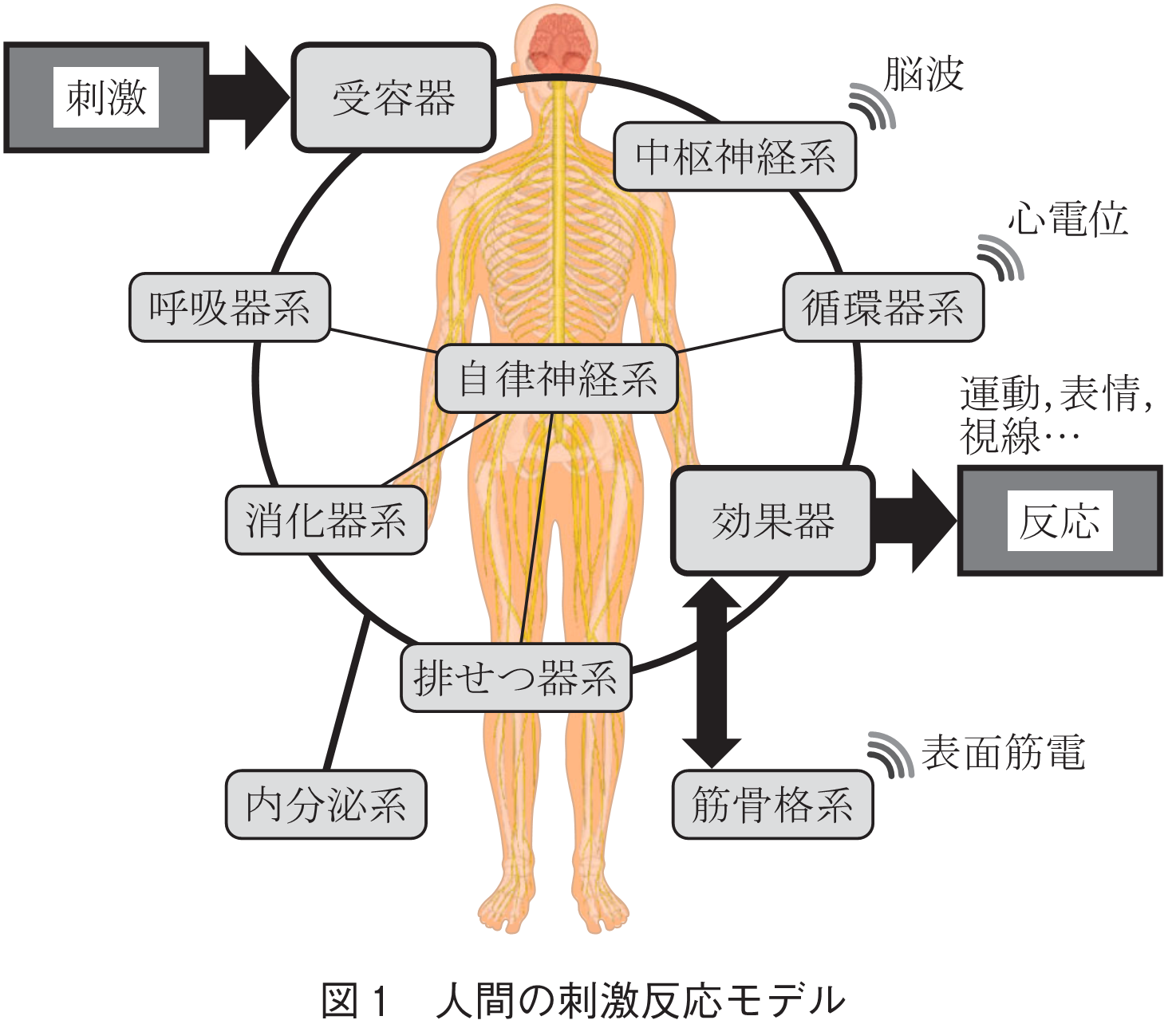 図1 人間の刺激反応モデル