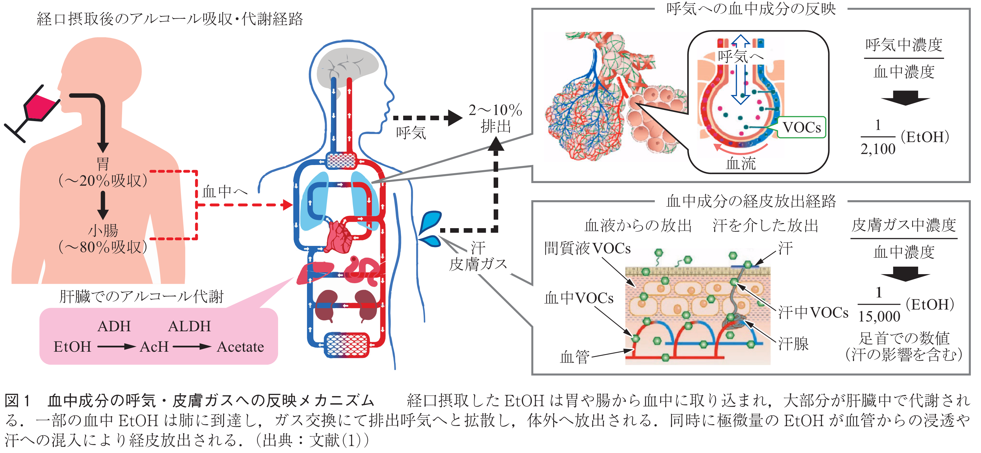 図1　血中成分の呼気・皮膚ガスへの反映メカニズム　　経口摂取したEtOHは胃や腸から血中に取り込まれ，大部分が肝臓中で代謝される．一部の血中EtOHは肺に到達し，ガス交換にて排出呼気へと拡散し，体外へ放出される．同時に極微量のEtOHが血管からの浸透や汗への混入により経皮放出される．（出典：文献(1)）