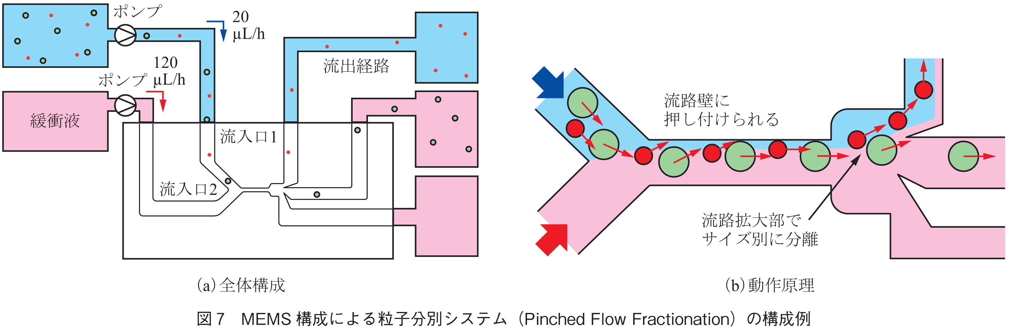 図7　MEMS構成による粒子分別システム（Pinched Flow Fractionation）の構成例