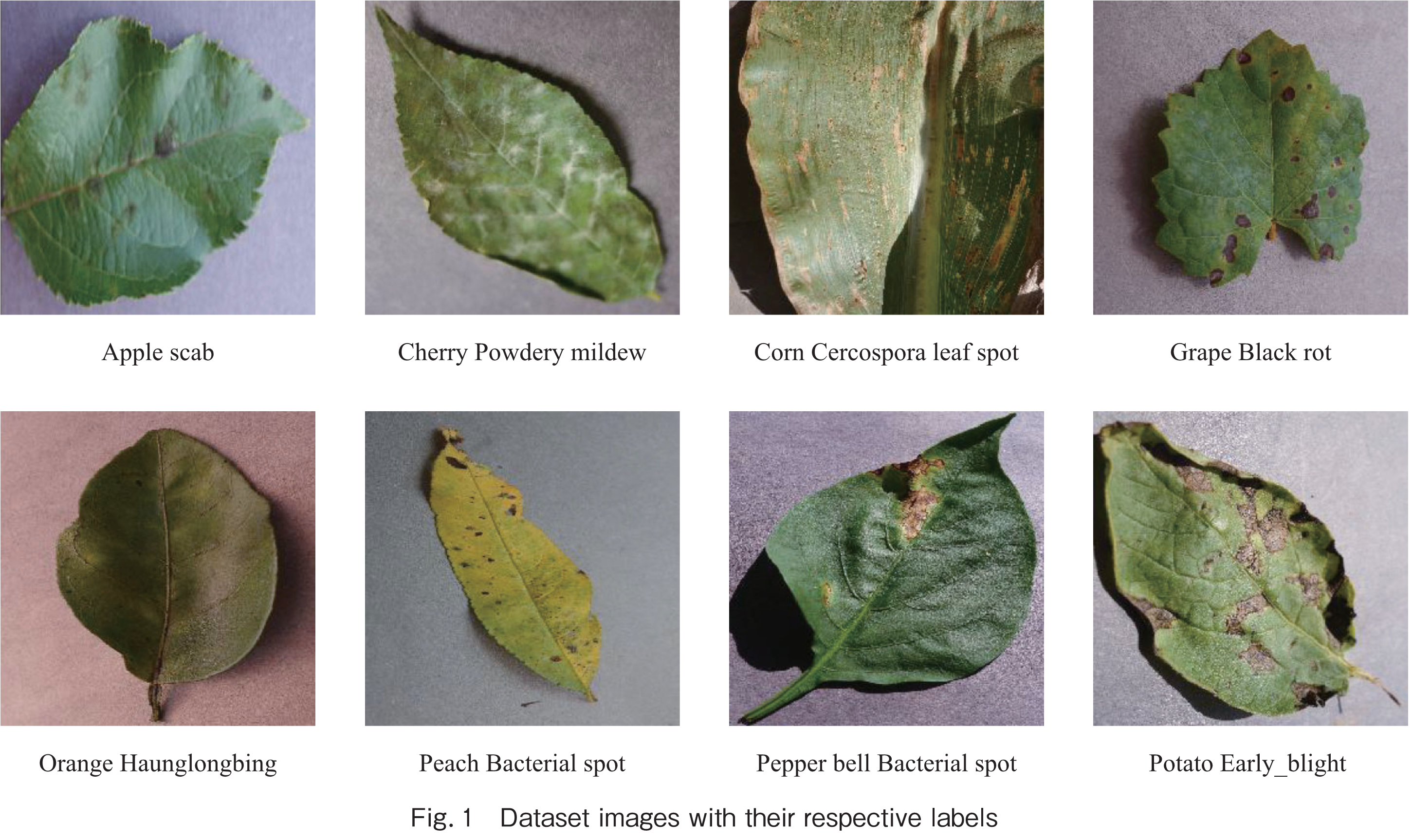 Fig.1　Dataset images with their respective labels