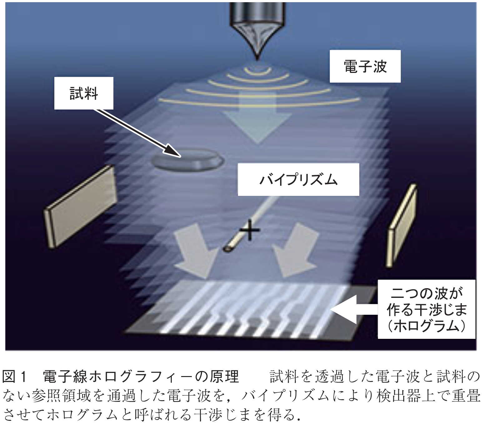 図1　電子線ホログラフィーの原理　　試料を透過した電子波と試料のない参照領域を通過した電子波を，バイプリズムにより検出器上で重畳させてホログラムと呼ばれる干渉じまを得る．