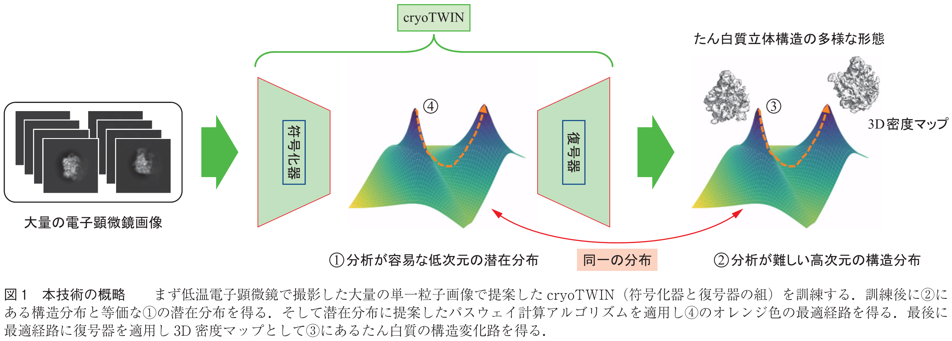 図1　本技術の概略　　まず低温電子顕微鏡で撮影した大量の単一粒子画像で提案したcryoTWIN（符号化器と復号器の組）を訓練する．訓練後に②にある構造分布と等価な①の潜在分布を得る．そして潜在分布に提案したパスウェイ計算アルゴリズムを適用し④のオレンジ色の最適経路を得る．最後に最適経路に復号器を適用し3D密度マップとして③にあるたん白質の構造変化路を得る．