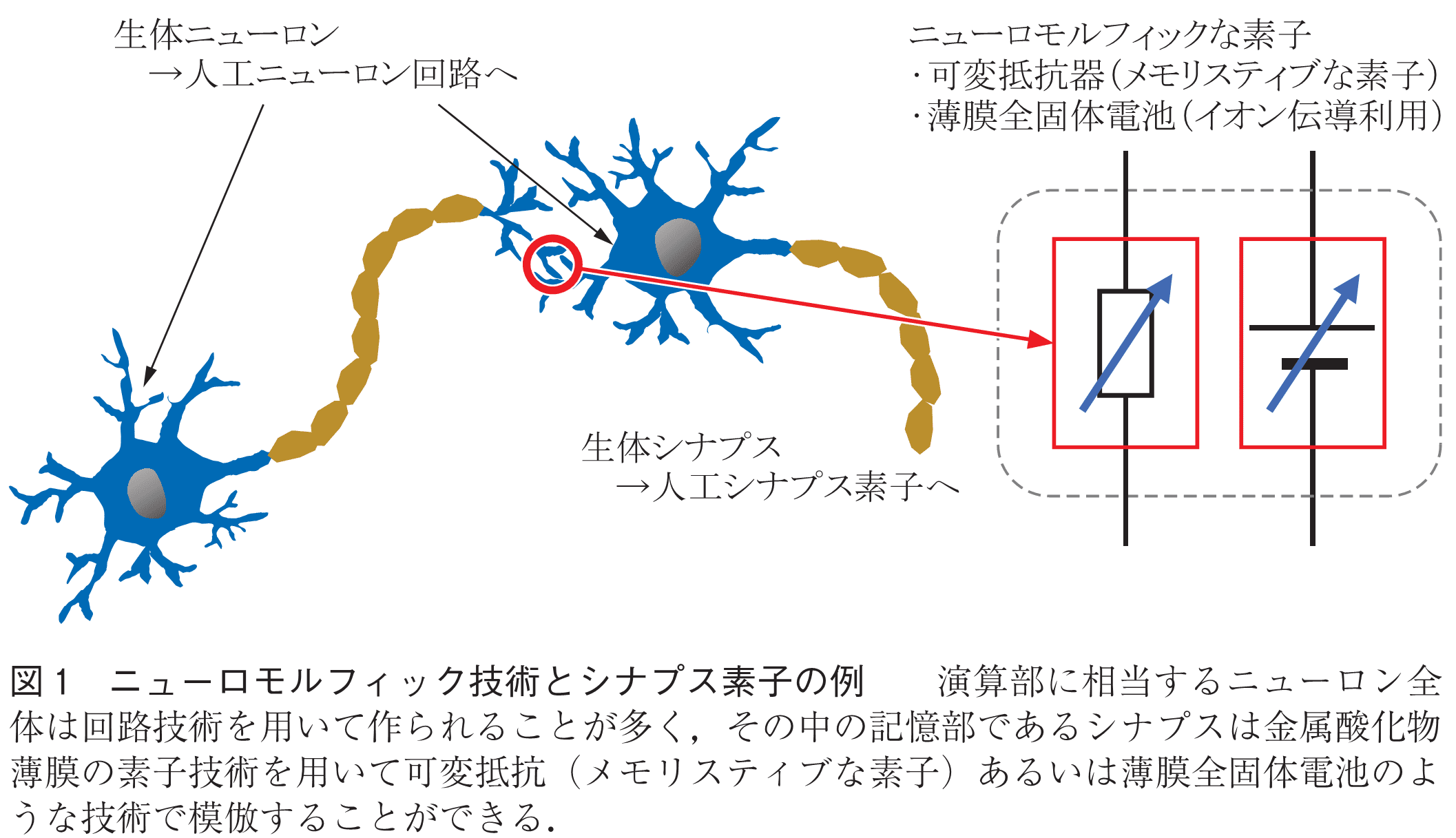 図1　ニューロモルフィック技術とシナプス素子の例　　演算部に相当するニューロン全体は回路技術を用いて作られることが多く，その中の記憶部であるシナプスは金属酸化物薄膜の素子技術を用いて可変抵抗（メモリスティブな素子）あるいは薄膜全固体電池のような技術で模倣することができる．