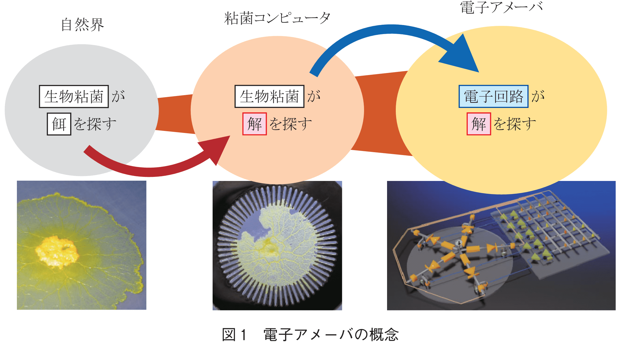 図1　電子アメーバの概念g