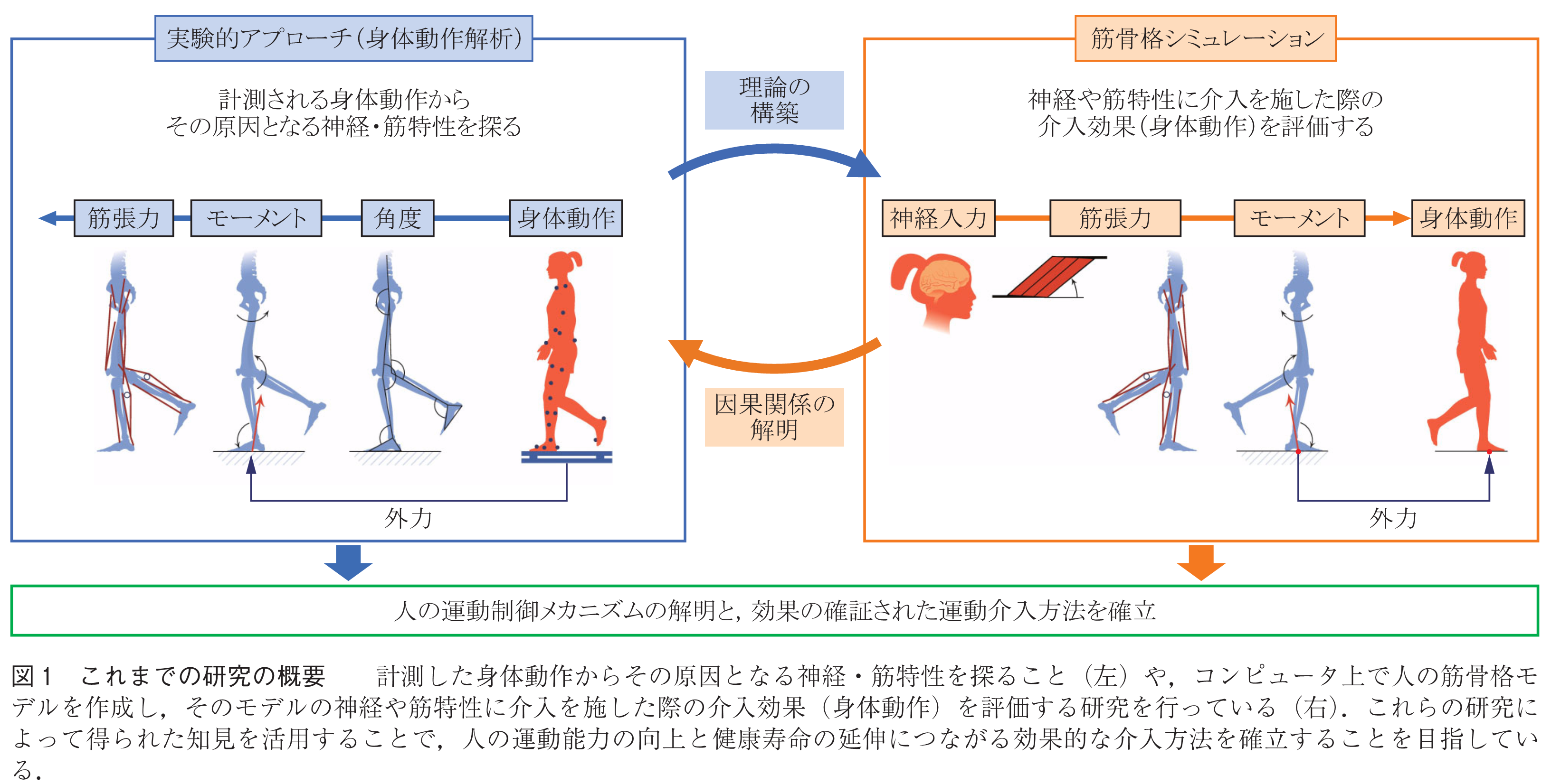 図1　これまでの研究の概要　　計測した身体動作からその原因となる神経・筋特性を探ること（左）や，コンピュータ上で人の筋骨格モデルを作成し，そのモデルの神経や筋特性に介入を施した際の介入効果（身体動作）を評価する研究を行っている（右）．これらの研究によって得られた知見を活用することで，人の運動能力の向上と健康寿命の延伸につながる効果的な介入方法を確立することを目指している．