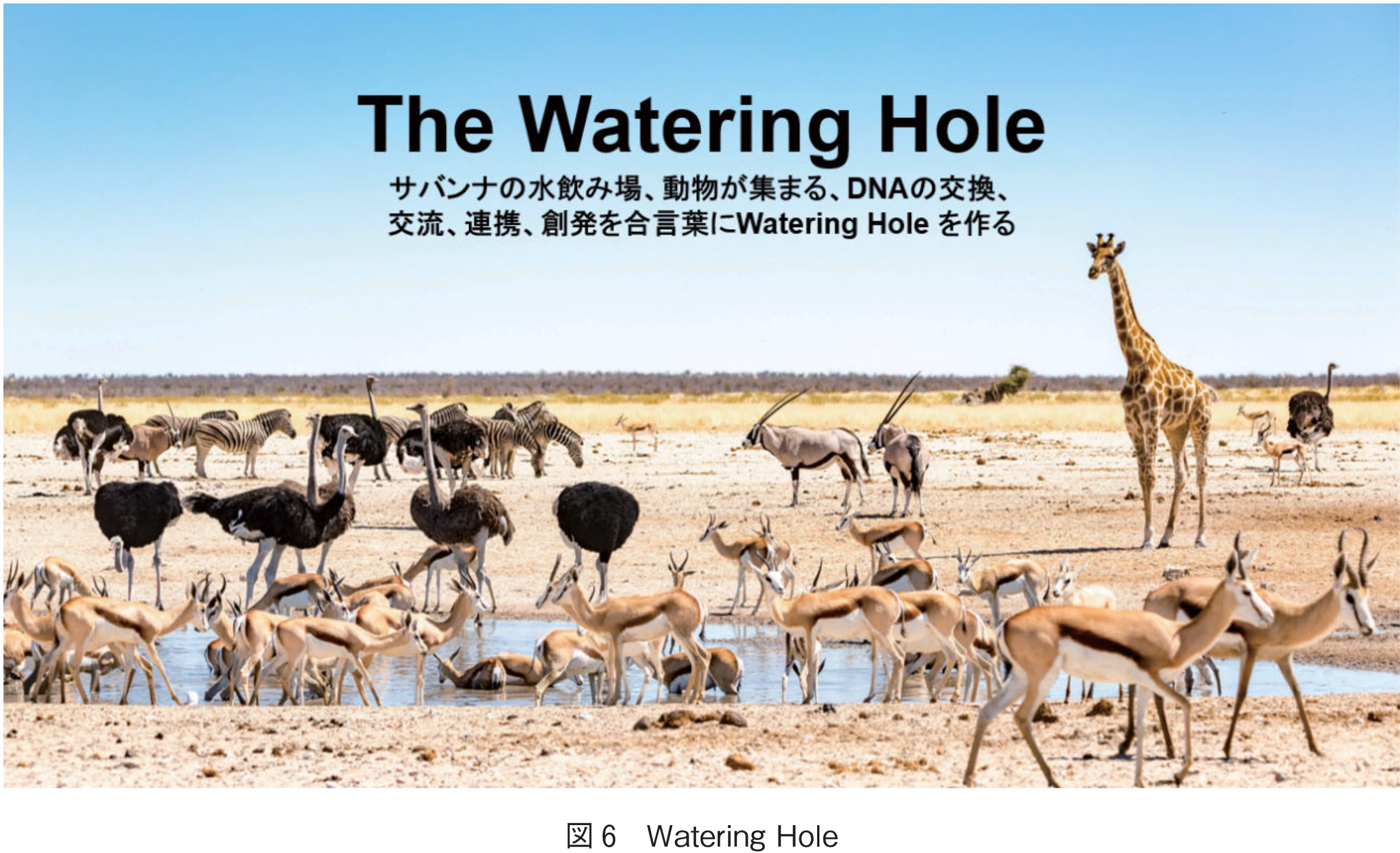 図6　Watering Hole