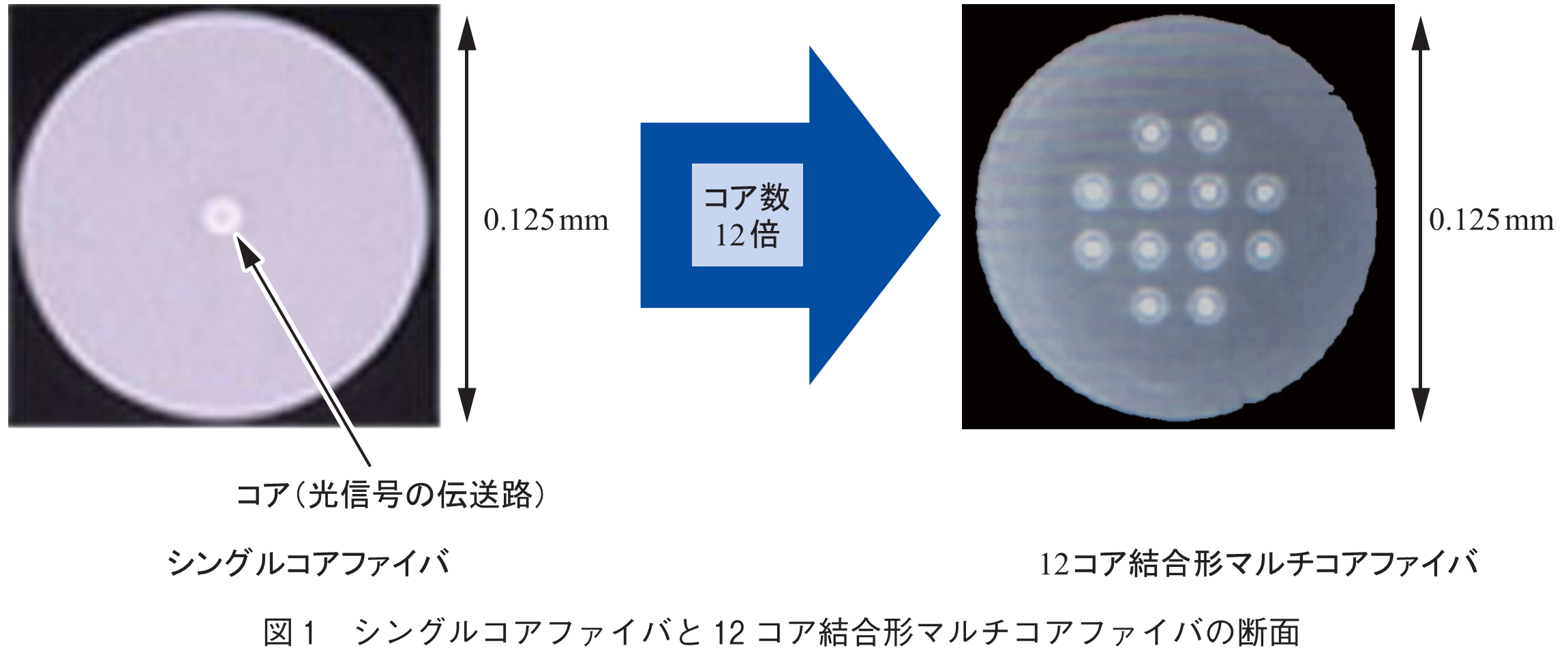 図1　シングルコアファイバと12コア結合形マルチコアファイバの断面