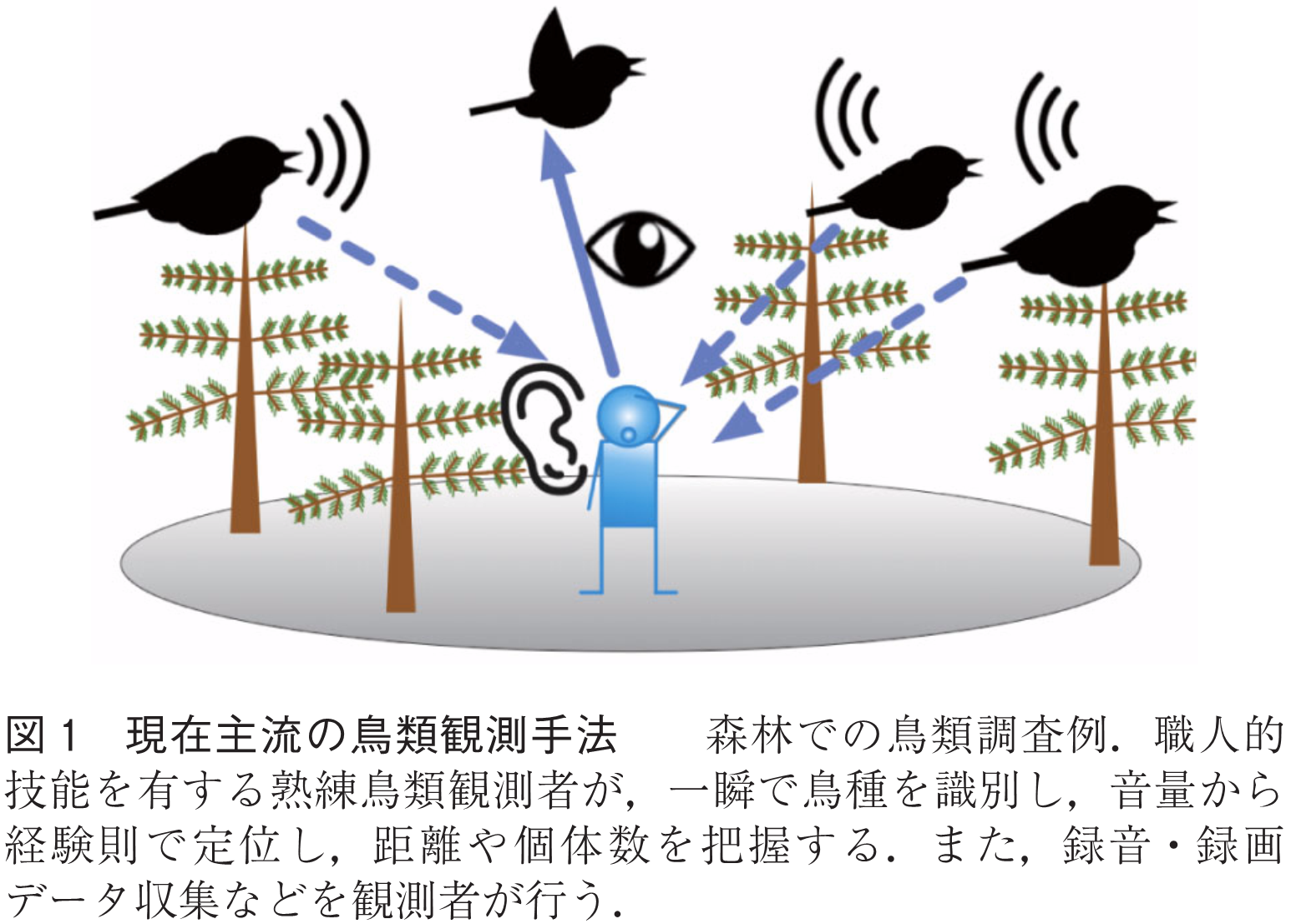 図1　現在主流の鳥類観測手法　　森林での鳥類調査例．職人的技能を有する熟練鳥類観測者が，一瞬で鳥種を識別し，音量から経験則で定位し，距離や個体数を把握する．また，録音・録画データ収集などを観測者が行う．