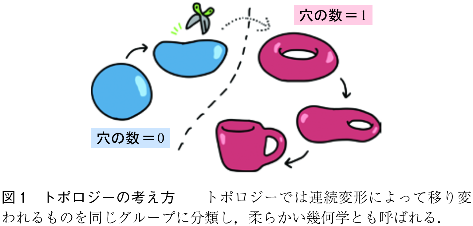 図1　トポロジーの考え方　　トポロジーでは連続変形によって移り変われるものを同じグループに分類し，柔らかい幾何学とも呼ばれる．